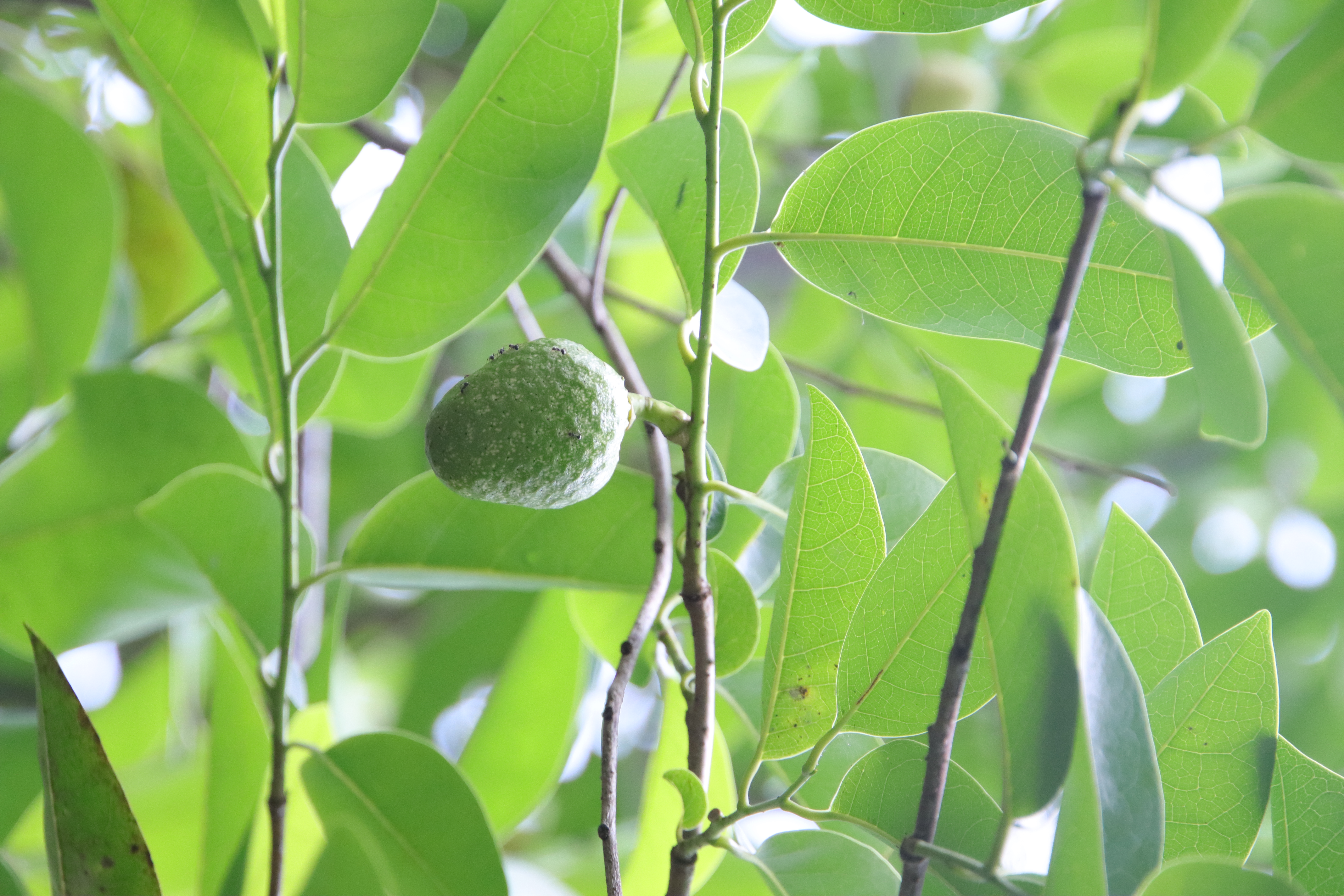 默认分类